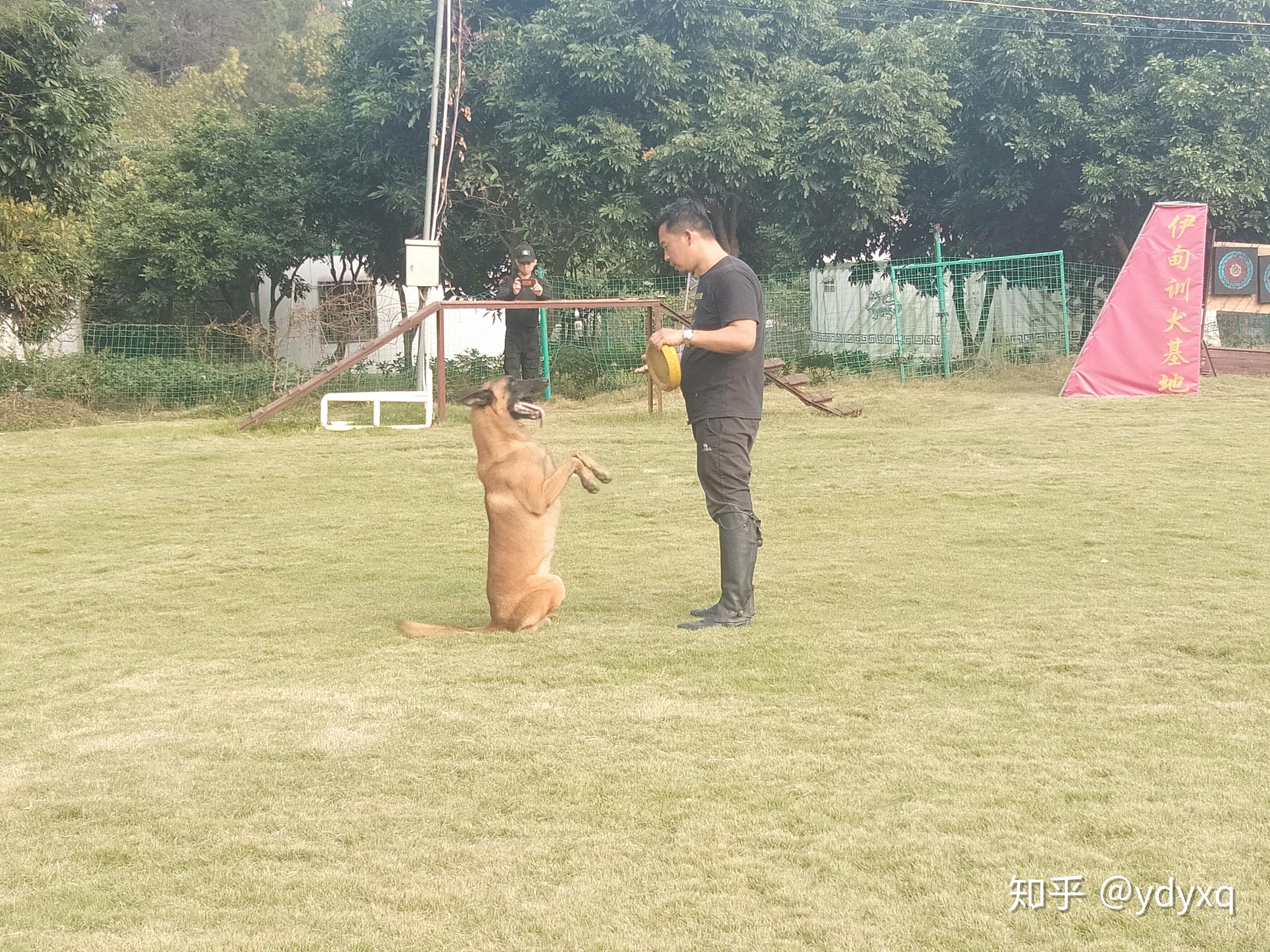 中山专业训犬基地训狗学校伊甸园训犬基地