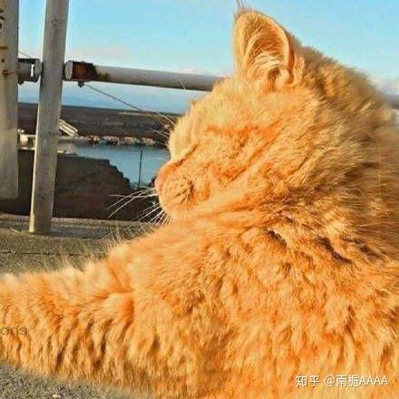 有什么猫狗的情侣头像?