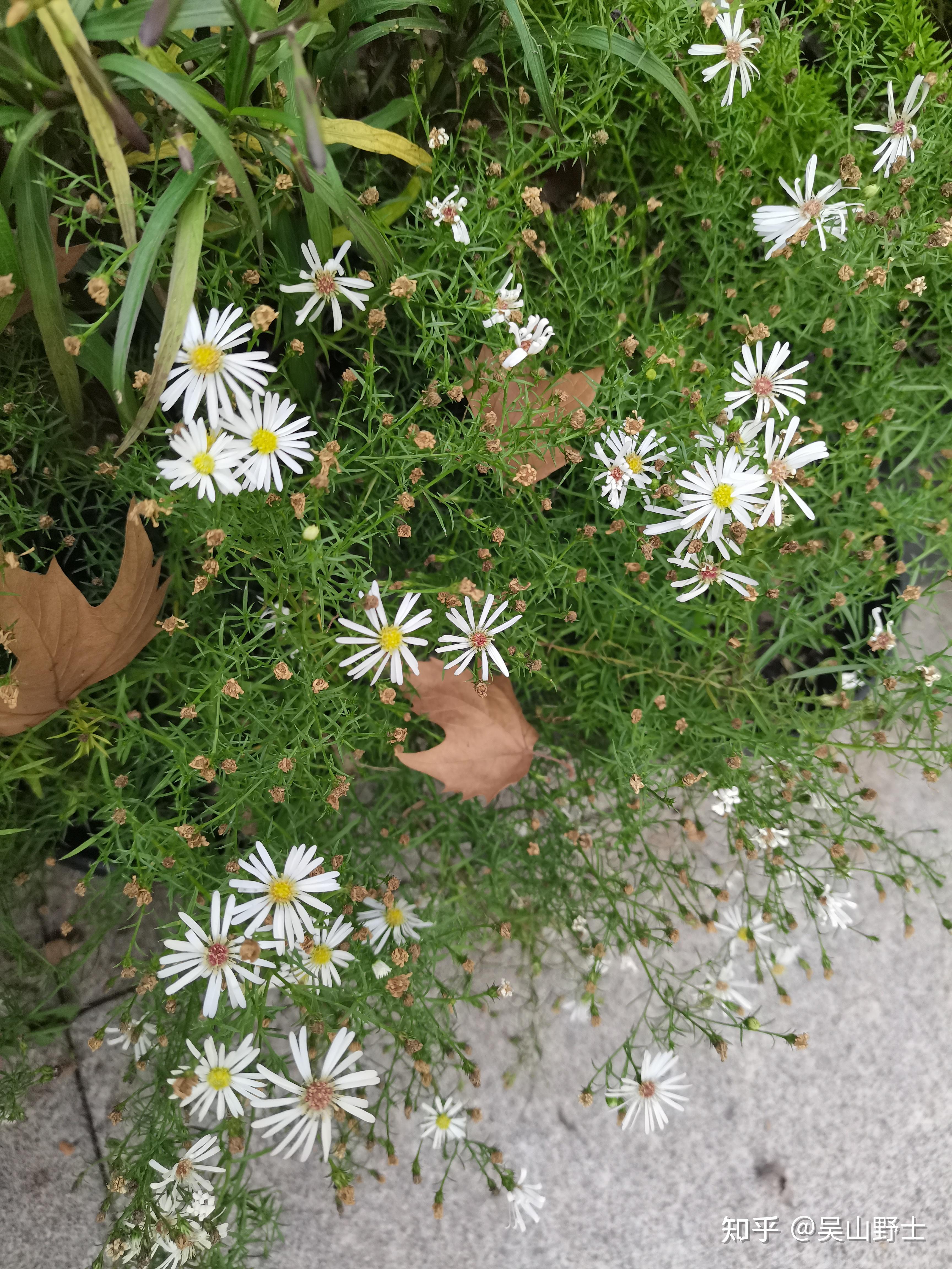 七绝柳叶白菀平水韵