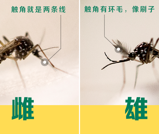 捉一只活蚊子放进耳洞里然后堵起来会发生什么