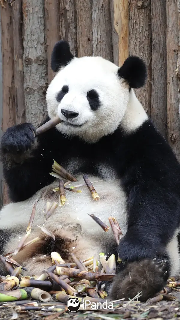 秦岭大熊猫:我们不要再低调了!|熊猫大事件