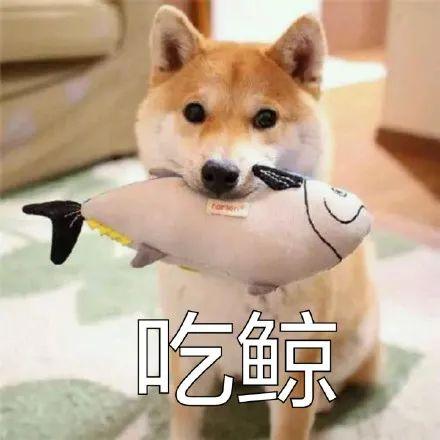 表情包柴犬狗狗系列