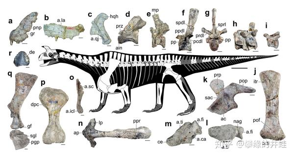 印度犄龙 shringasaurus indicus——另一种中三叠世植食性主龙形类