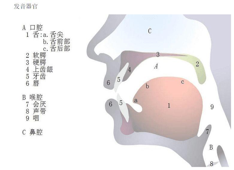 语你同行:如何治疗说话大舌头