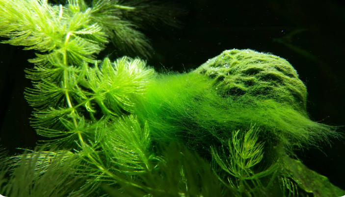 鱼缸中确实会存在一些藻类,但是藻类过多,可能会对鱼类和其他植物