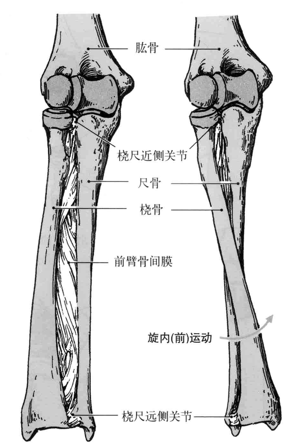 前臂骨包括尺骨和桡骨,两者之间借桡尺近侧关节,前臂骨间膜和桡尺远