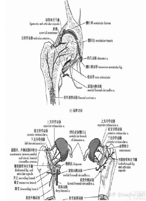 2,闭孔动脉或旋股内侧动脉所发出的股骨头韧带动脉,占股骨头血供的5%