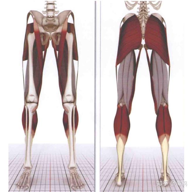 瑜伽解剖腘绳肌大腿后侧为什么总是这么紧