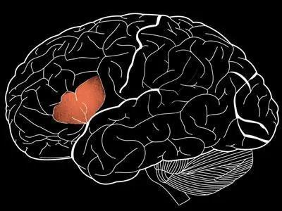 儿童大脑发育的最佳方法布罗卡氏区给你答案