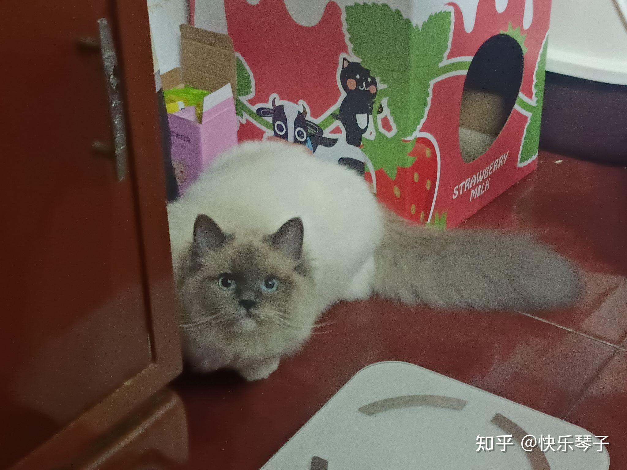 请问图中的布偶猫会变成黑脸嘛