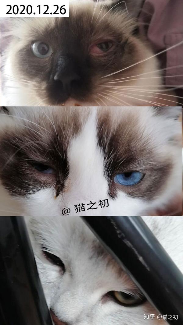 如何自己治疗猫鼻支!