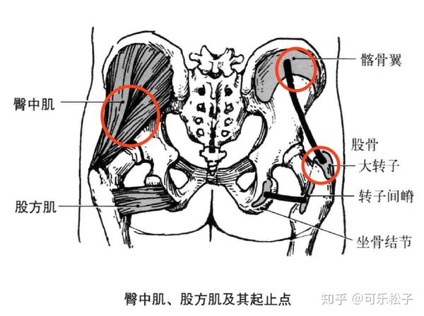 臀中肌