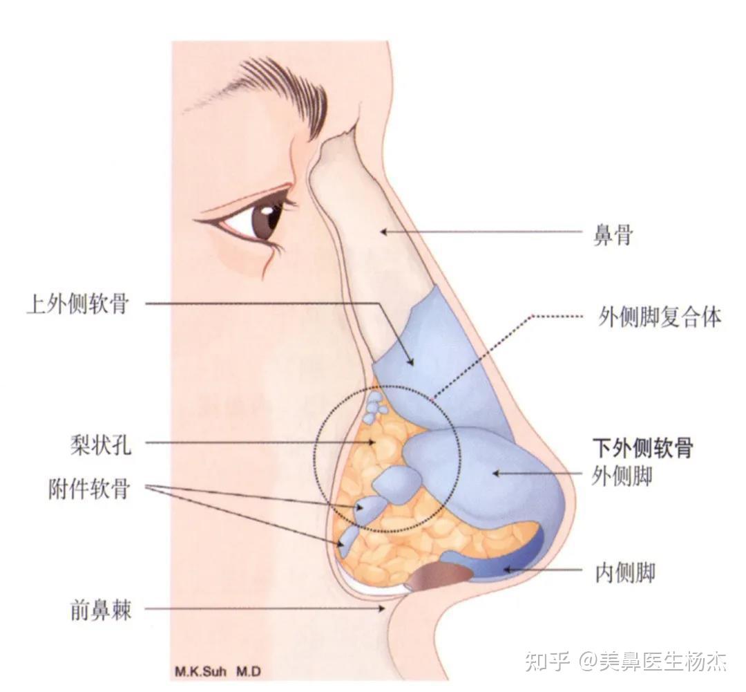 细说耳软骨仿生隆鼻