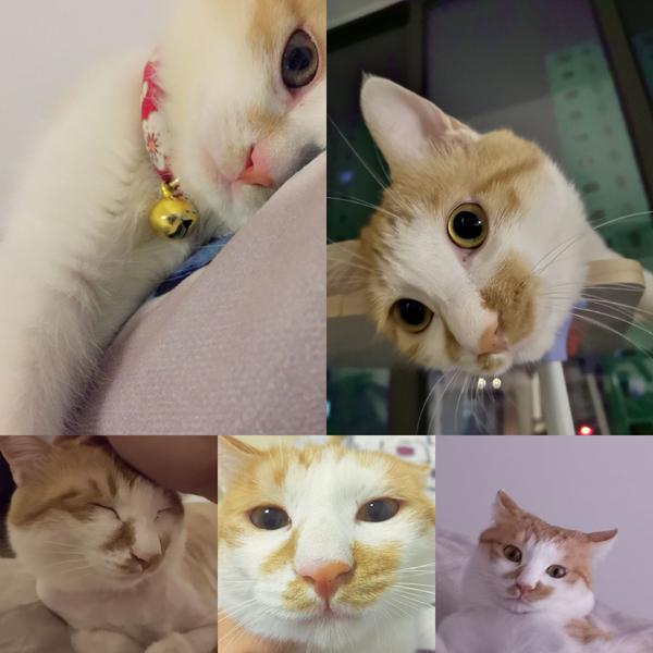 同时养一只橘猫和一只暹罗猫是什么感受?