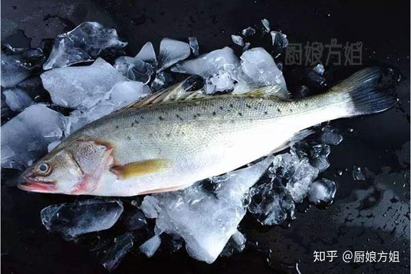 海鲈鱼和河鲈鱼有什么区别