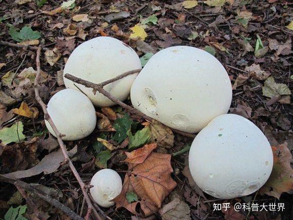 长得像个球似的蘑菇是什么蘑菇