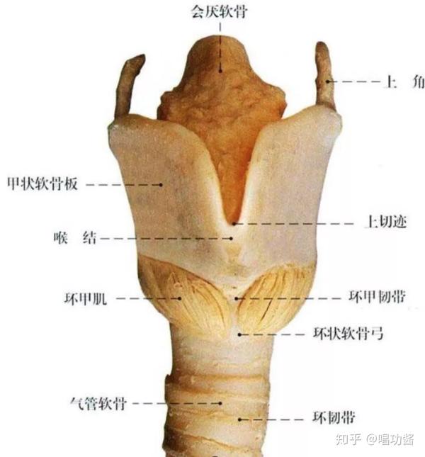 会厌变窄,如果气息不足,外力参与,环状软骨会上升就是真的高喉头了