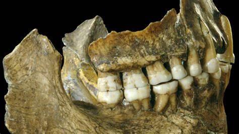 从尼安德特人的牙齿化石到刷牙的最后一公里