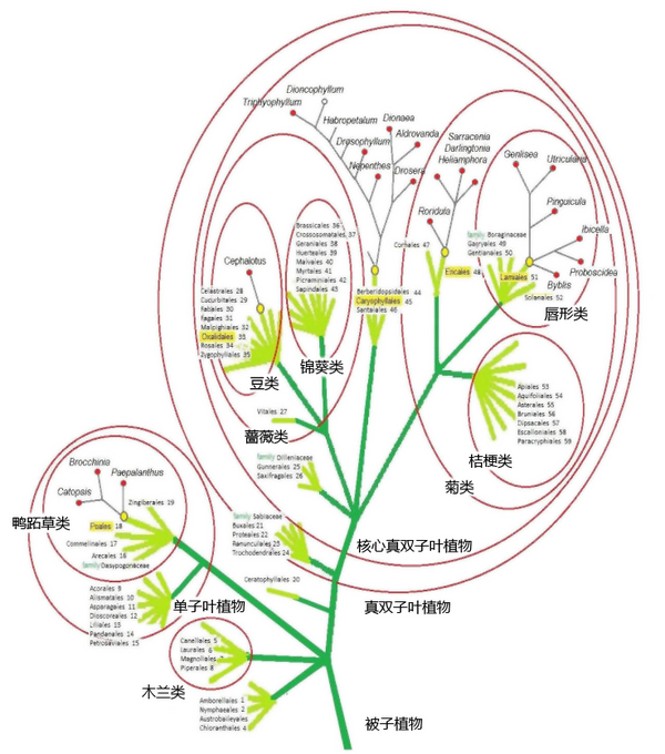 被子植物apg系统示意图