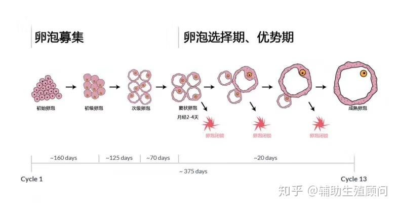 窦卵泡的生长期