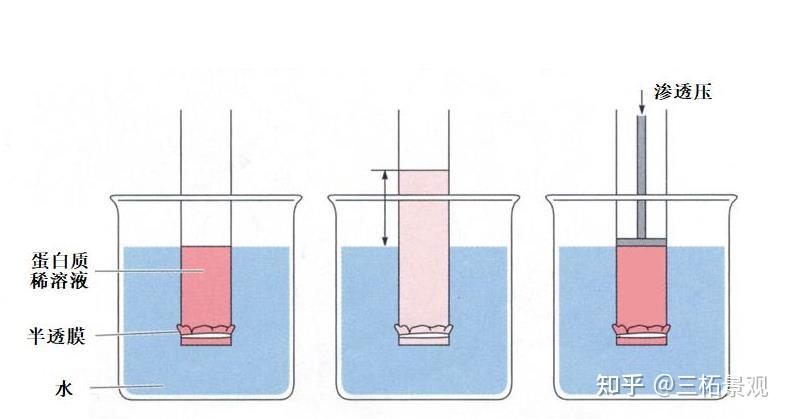 有兴趣的朋友可以做一个关于渗透压的实验