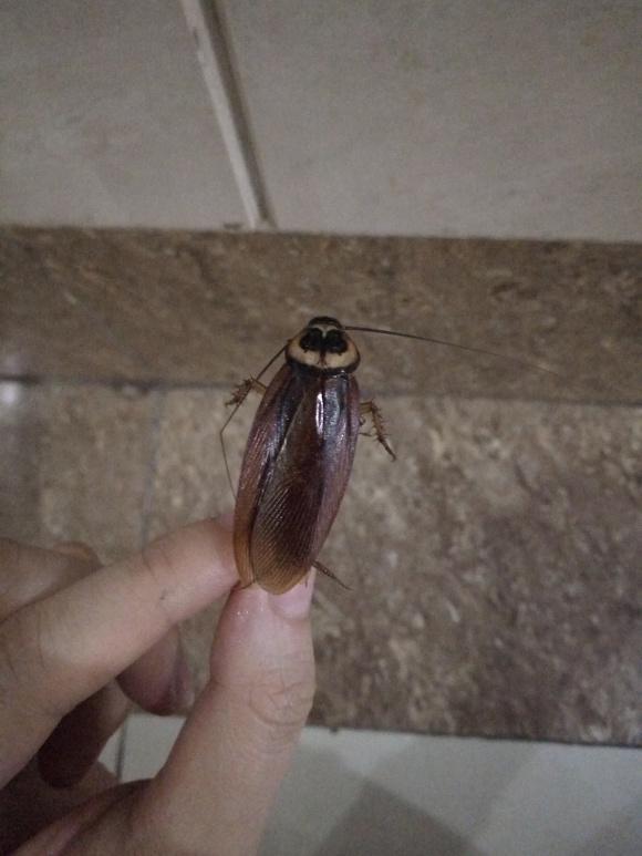 这属于什么品种的蟑螂?