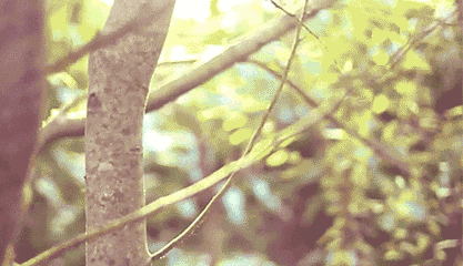 阳光透过 树叶的缝隙蜿蜒下来 时光变得细碎而漫长 有些 记忆将会是
