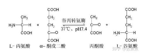 除了主要的生成途径之外,还有其他 辅助途径: 植物体内 谷氨酸脱氢酶