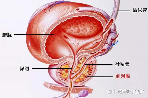 第三,分泌前列腺液