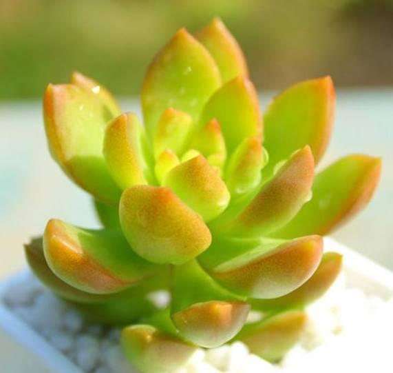 想玩多肉的花友,从这10个品种开始