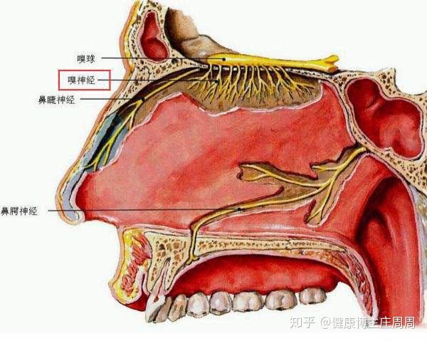 首大吴园丁:如何有效预防鼻腔干燥及结痂