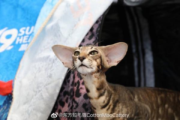 柚猫umao精选东方猫cottonmaocattery