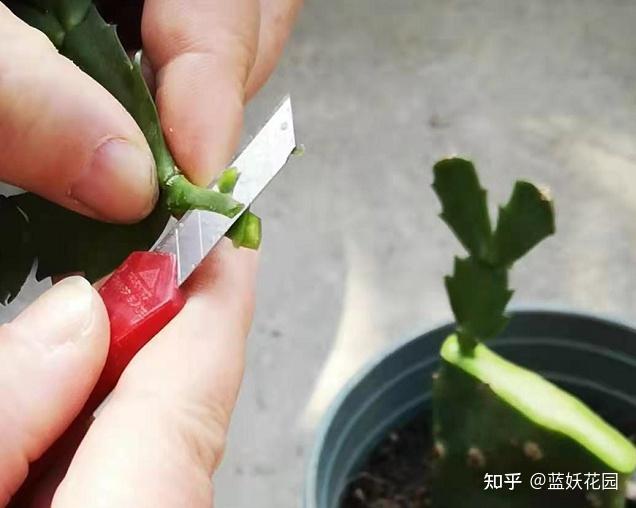 蓝妖蟹爪兰嫁接开完花这么做夏天好养秋天开花多