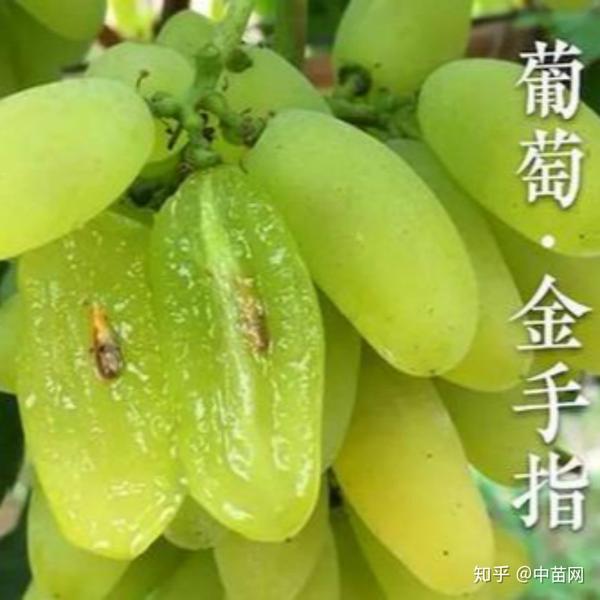 金手指葡萄(8月初成熟)甘甜爽口 果穗巨大 抗寒性强 可切片