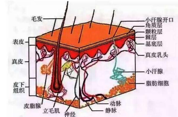 皮下脂肪组织",位于真皮下方,与真皮无明显的界限,解剖学上称为浅筋膜