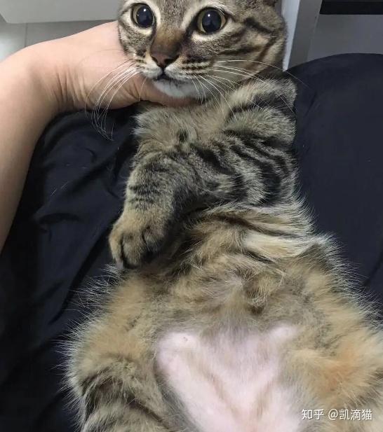 网友家的猫把自己舔秃了!猫咪过度舔毛可能患上某种疾病