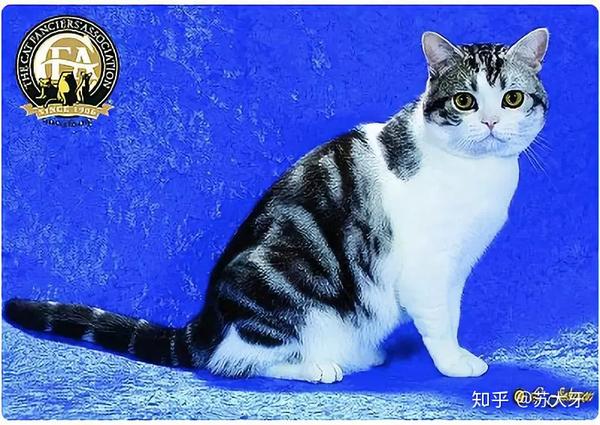 美国短毛猫 natural sh