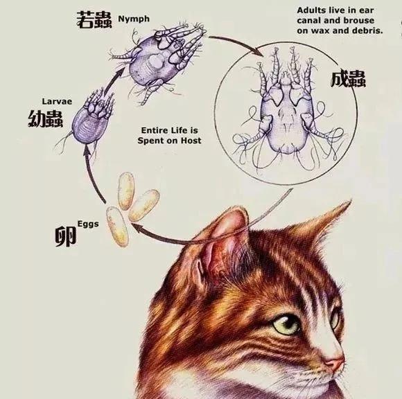 如何区分猫咪耳朵里的耳屎耳螨细菌真菌