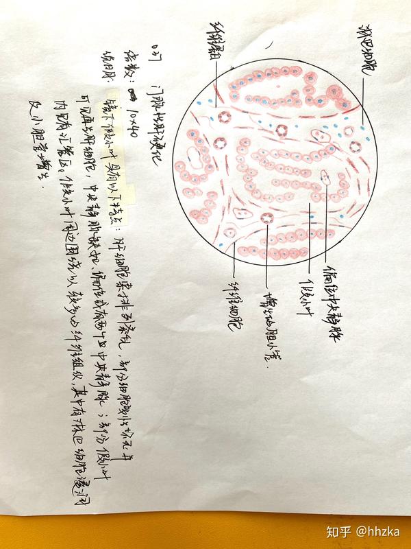 病理学切片红蓝铅手绘图
