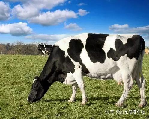 益康泰降低奶牛隐性乳房炎和体细胞数的研究