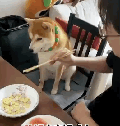 一到饭点,就得跟家里人一起坐在饭桌上,吃狗粮?不存在的!