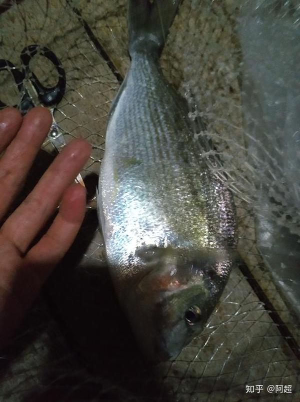 暴雨夜拉金头鲷狂风日搏大黑腊