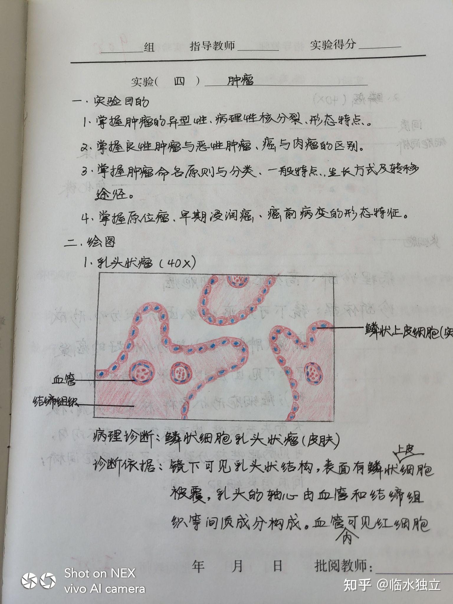 为什么咱们不弄个病理红蓝手绘图的问题呢