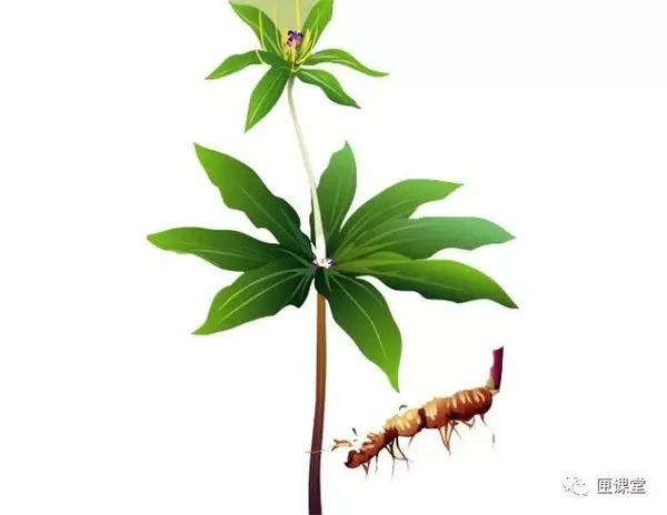每天最少学一味中药-重楼