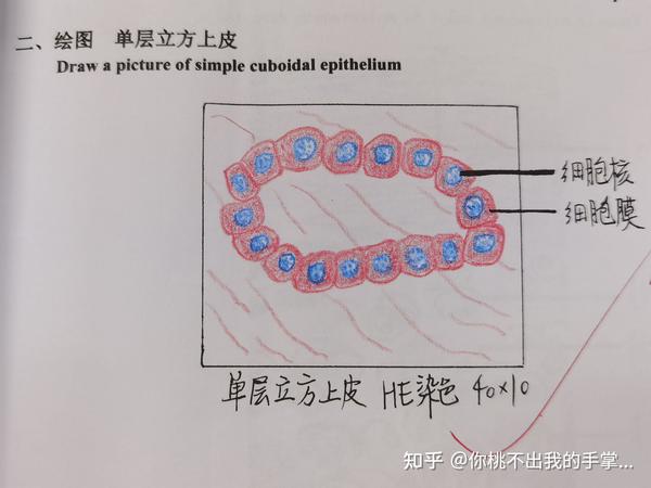 2.疏松结缔组织