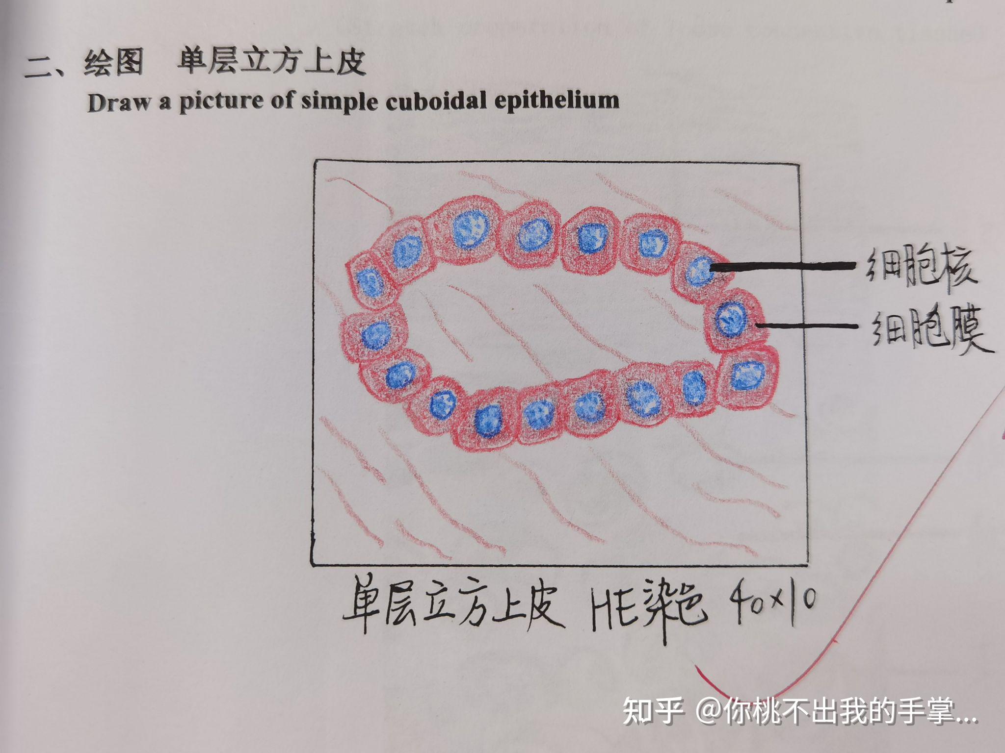 1.单层立方上皮想来存一下!