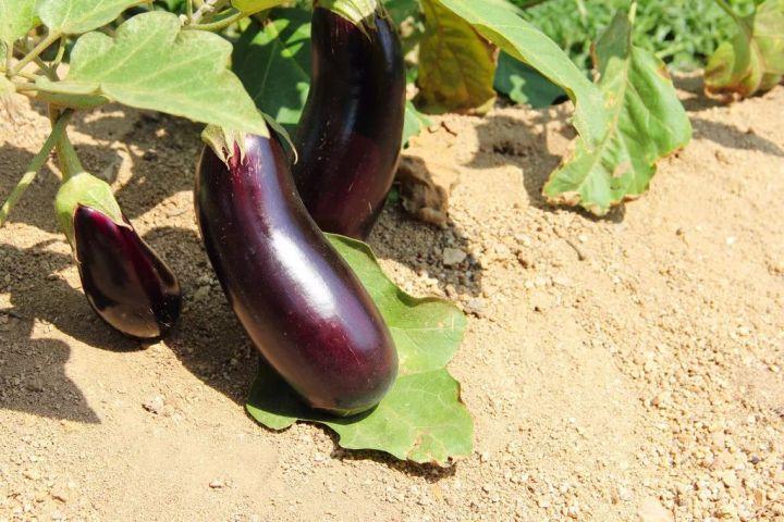 春天雨水节气温室大棚茄子红蜘蛛蚜虫蓟马三种虫害综合分析