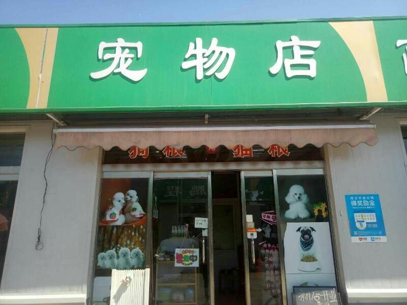 宠物店猫咪多少钱一只宠物店利润怎么样