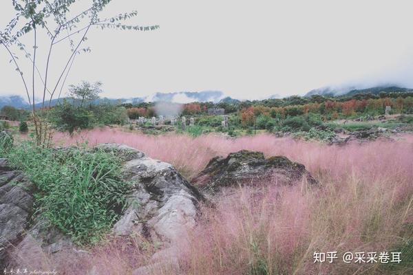 都说去重庆酉阳叠石花谷看粉黛乱子草出发前你需要知道这几点