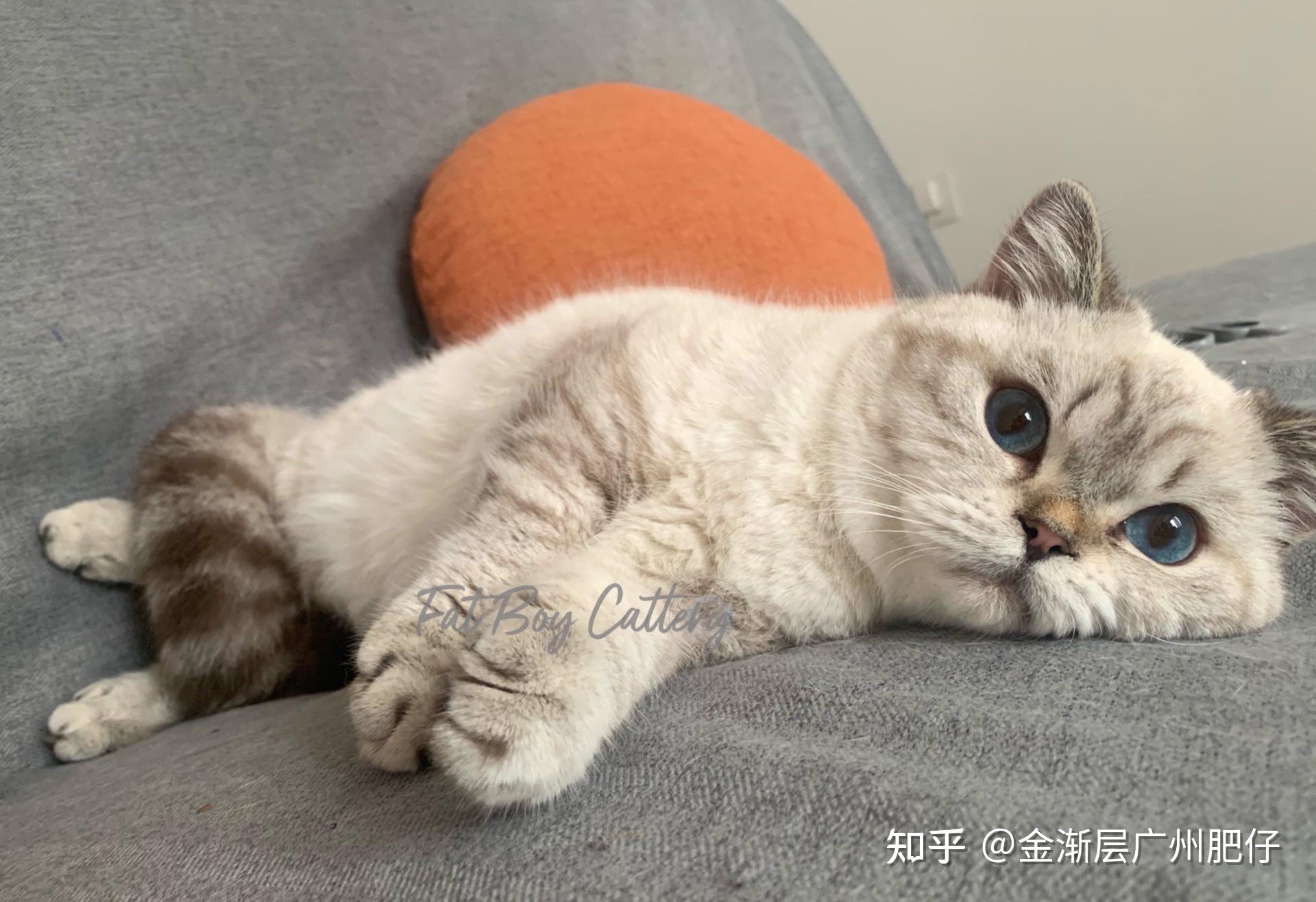 金渐层市场近两年是不是很乱